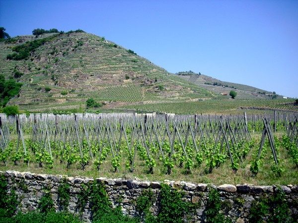 rencontre vigneron