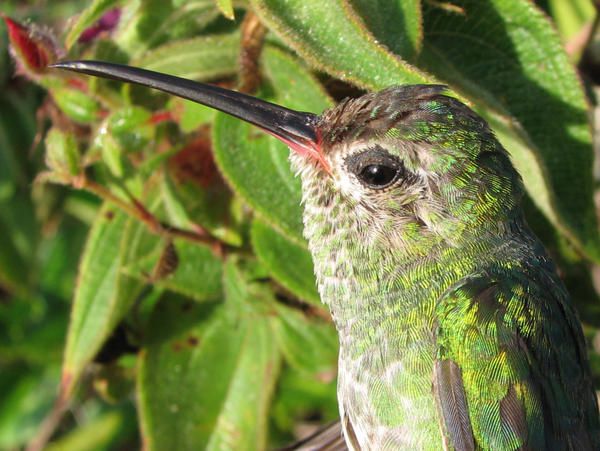 Colibri tout-vert Polytmus theresiae