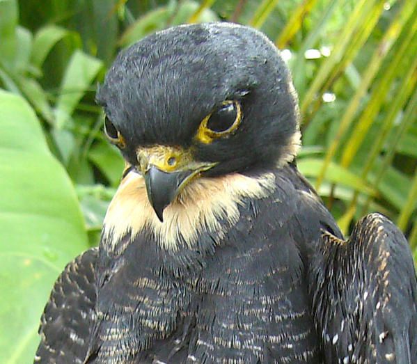 Faucon des chauves souris Falco rufigularis