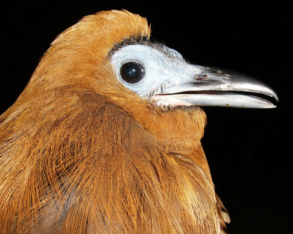 Coracine chauve Perissocephalus tricolor