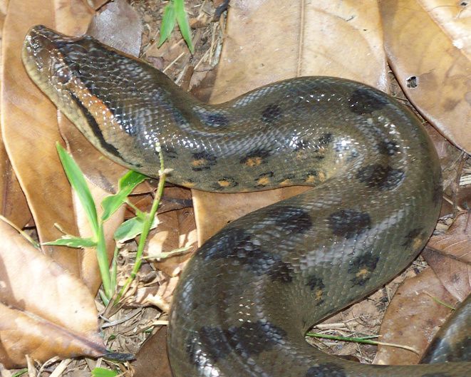 Anaconda Eunectes murinus