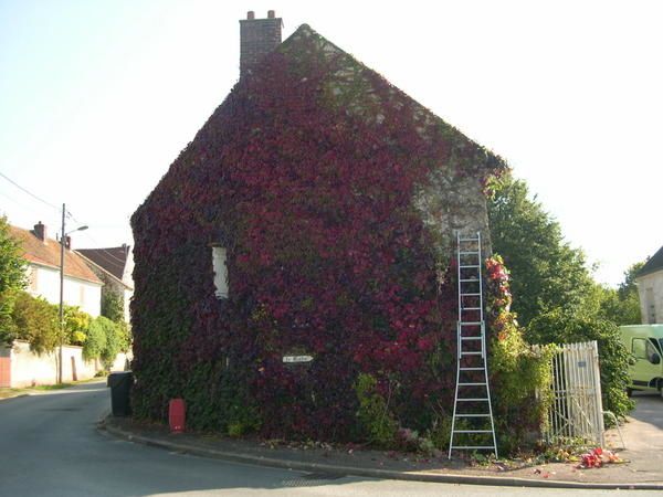 Enlever Vigne Vierge Sur Facade