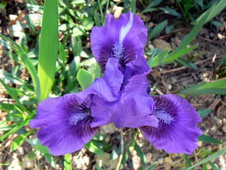 iris bleu miniature23avri07