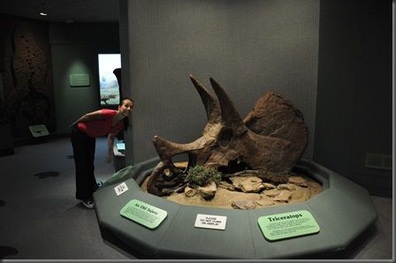 71 vraie tete de triceratops