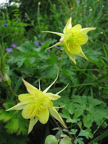 aquilegia-chrysantha-Yellow-Queen-7-juil-12.JPG