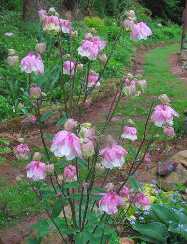 aquilegia-vulgaris-double-rose-et-blanc-13-mai-12.JPG