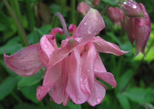 aquilegia-vulgaris-rose-12-mai-12.JPG