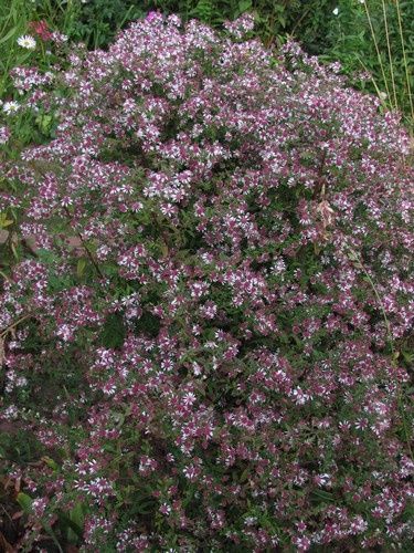 aster-ericoides-blanc-29-sept-11.jpg