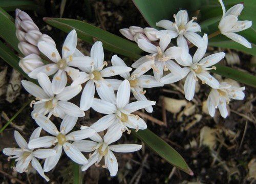 scilla-bifolia-blanche-23-mars-10.jpg