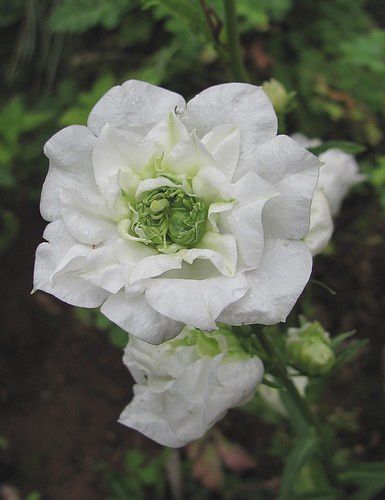 campanula persicifolia double blanche 29 juil 12