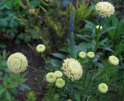 santolina-rosmarinifolia-11-juil-11.jpg