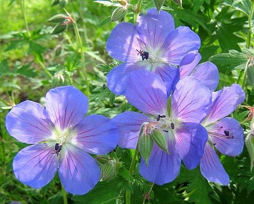 geranium-Johnson-s-Blue-25-mai-08.jpg