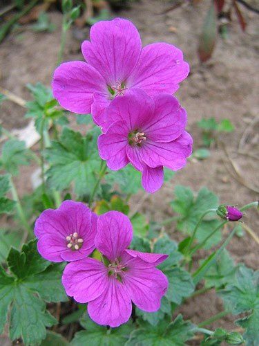 geranium-riversleaianum-Russel-Prichard-25-mai-08.jpg