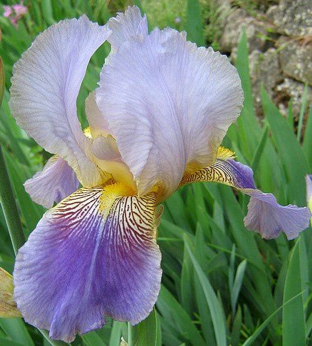 iris-germanica-bicolore-mauve-14-mai-09.jpg