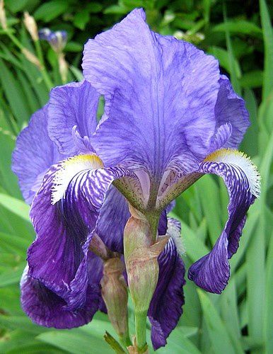 iris-germanica-bicolore-mauve-et-violet-14-mai-09.jpg