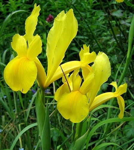 iris-hollandica-jaune-21-mai-09.jpg