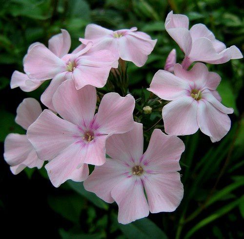 phlox-paniculata-Rosa-Pastel-5-aout-08.jpg