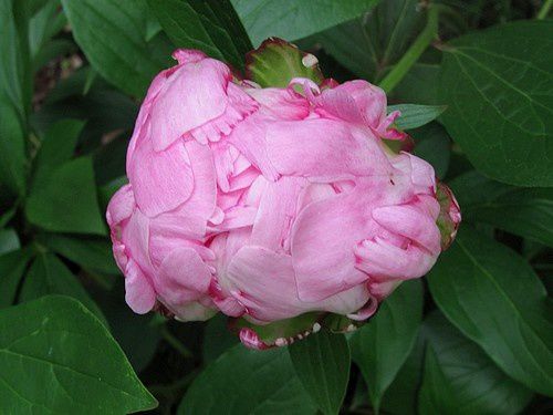 paeonia-lactiflora-rose-nacre-7-juin-12.JPG