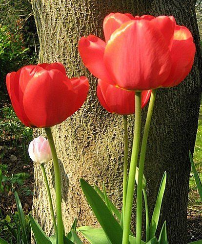 tulipa-Apeldoorn-22-avr-09.jpg