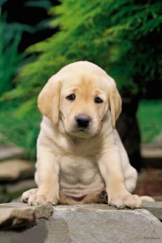 1277062061_101012524_1-Immagini-di--cucciolo-golden-retriev.jpg