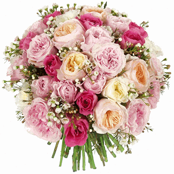 الطائران المهاجران يعودان إلى عشهما Gprincess_rose