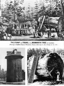 Giant_sequoia_exhibitionism.jpg