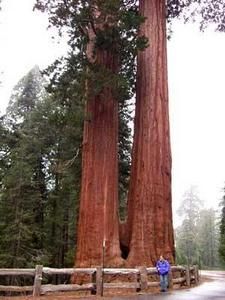 sequoia-californie.jpg