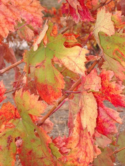 vigne Corbières