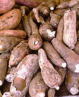 manioc.jpg