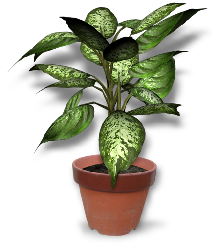 PLANTE.png