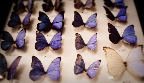 butterflies.jpg