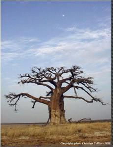 Baobab