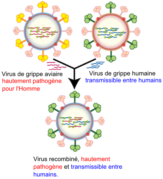 Réassortiment de virus grippaux Source Wikipédia - user:toony