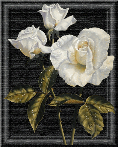 ROSE-BLANCHE.gif