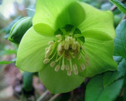 Hellebore-verte.jpg