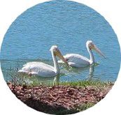 Pelicans-blancs.jpg