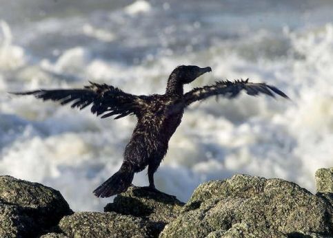 oiseau mazouté vol Paris - Fort-de-France