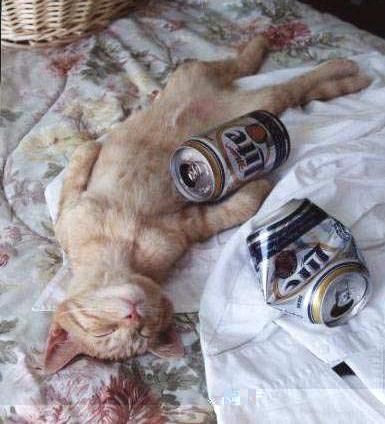 chat ivre les jeunes boivent