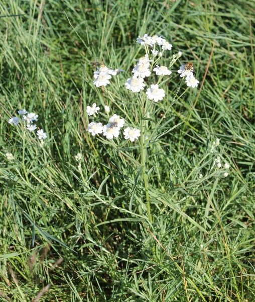 rencontres achillea