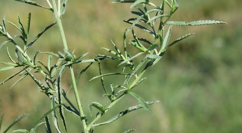 rencontres achillea