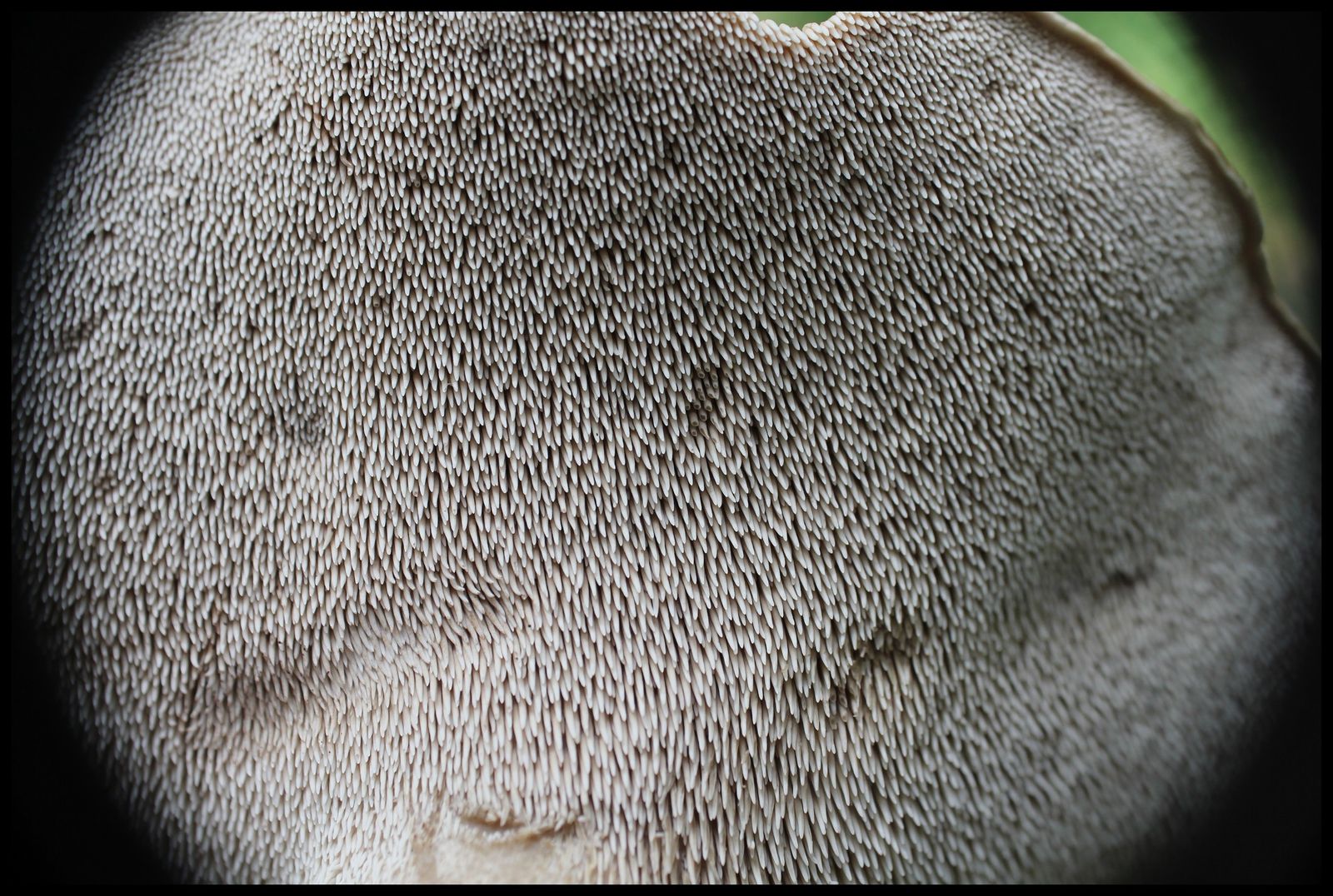 vitrine prostituée gand