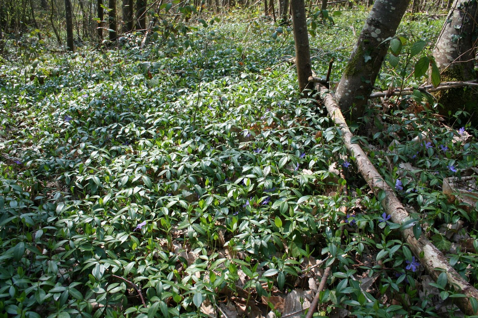 rencontres du tapis vert