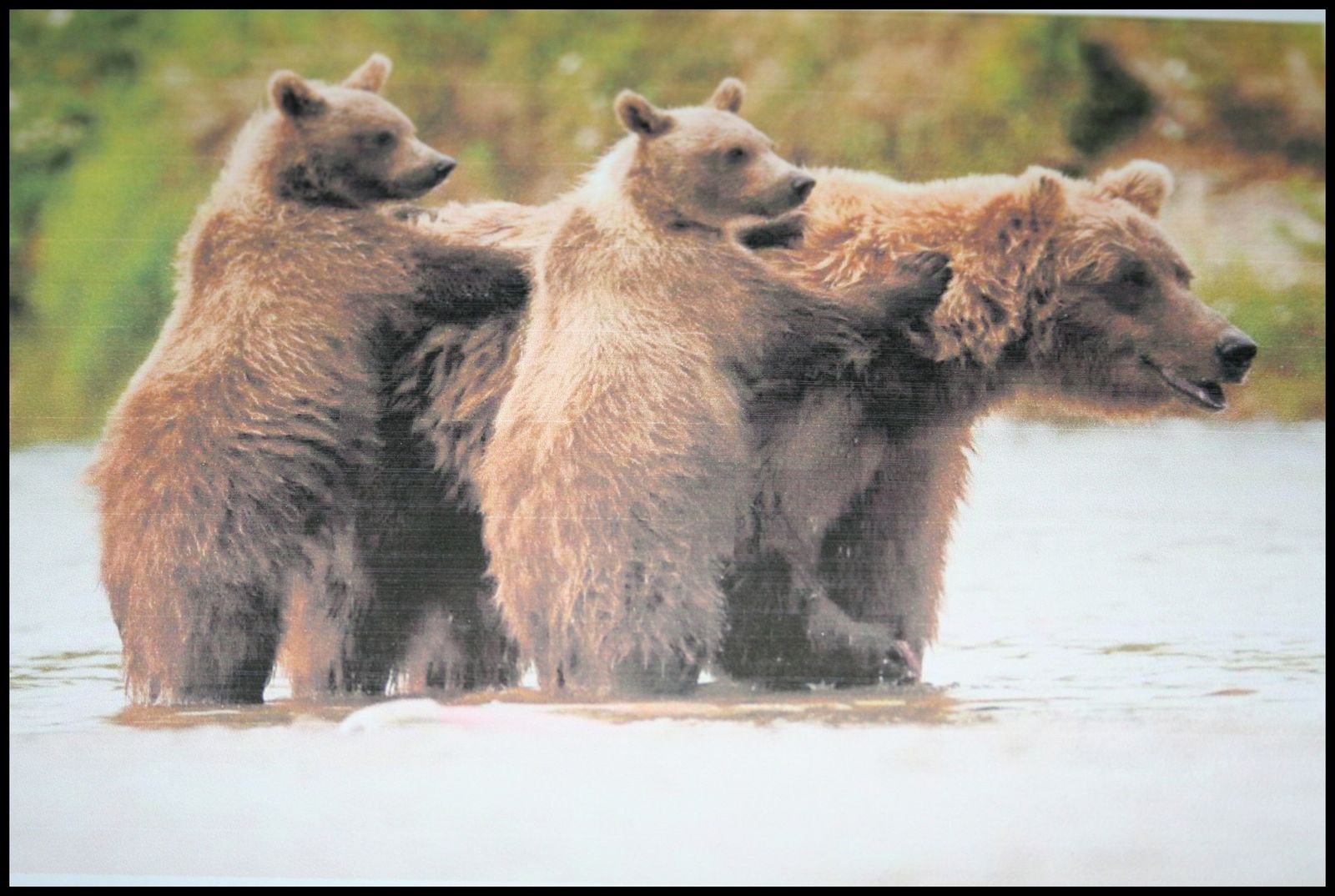 un joggeur rencontre un ours égaré