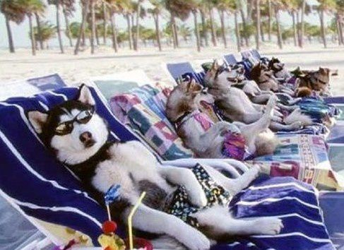chiens-en-vacances.jpg