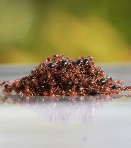 contre-la-noyade-les-fourmis-de-feu-s-associent-en-radeau-d.jpg
