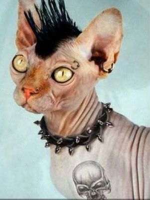 Rolling Stones Stray Cat Blues You Tube Rolling Stones Stray Cat Blues You Tube