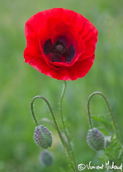 Coquelicot et sa releve IMG 5636 x600