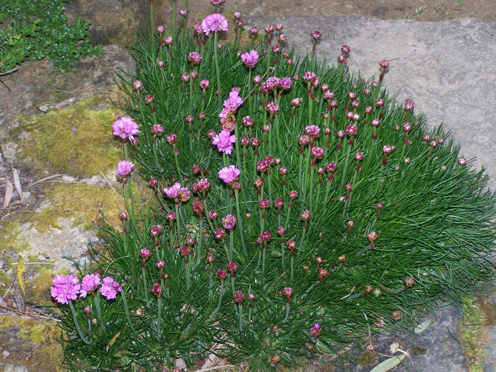 Lovely Plante Vivace Plein Soleil #10: Plante Pour Terrain Pauvre Et Sec , En Plein Soleil Et Supporte Le Vent Et Le Bord De Mer (très Bien Pour Mont Ventoux). Utilisation En Rocaille, Muret . Lovely Plante Vivace Plein Soleil #10: Plante Pour Terrain Pauvre Et Sec , En Plein Soleil Et Supporte Le Vent Et Le Bord De Mer (très Bien Pour Mont Ventoux). Utilisation En Rocaille, Muret .