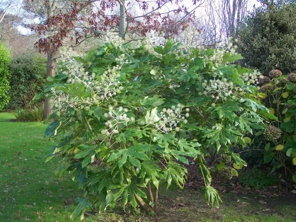 Fatsia Japonica Exterieur fatsia japonica fleurs et jardins de rhuys Fatsia Japonica Exterieur fatsia japonica fleurs et jardins de rhuys