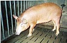 cochon.jpg